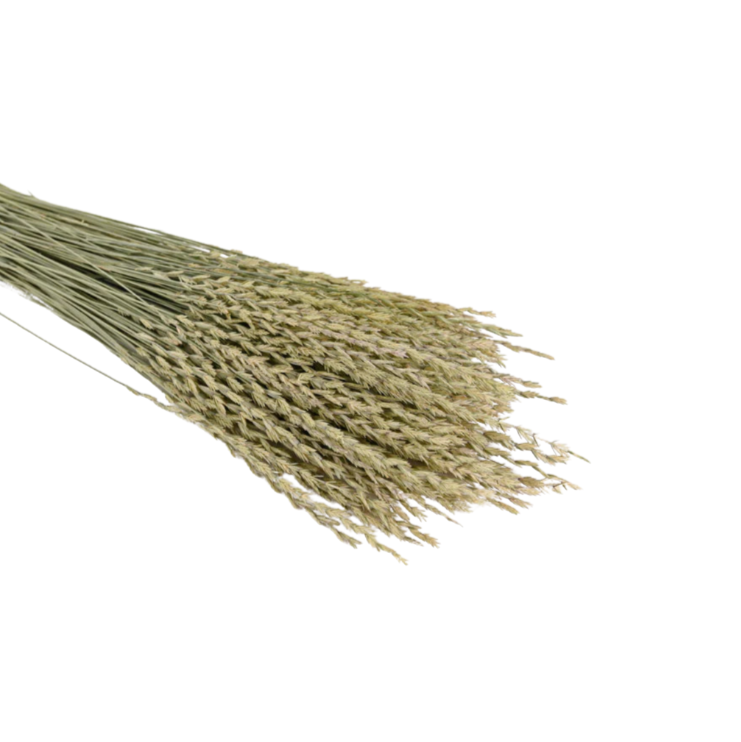 Arrow Grass (Fan Grass)