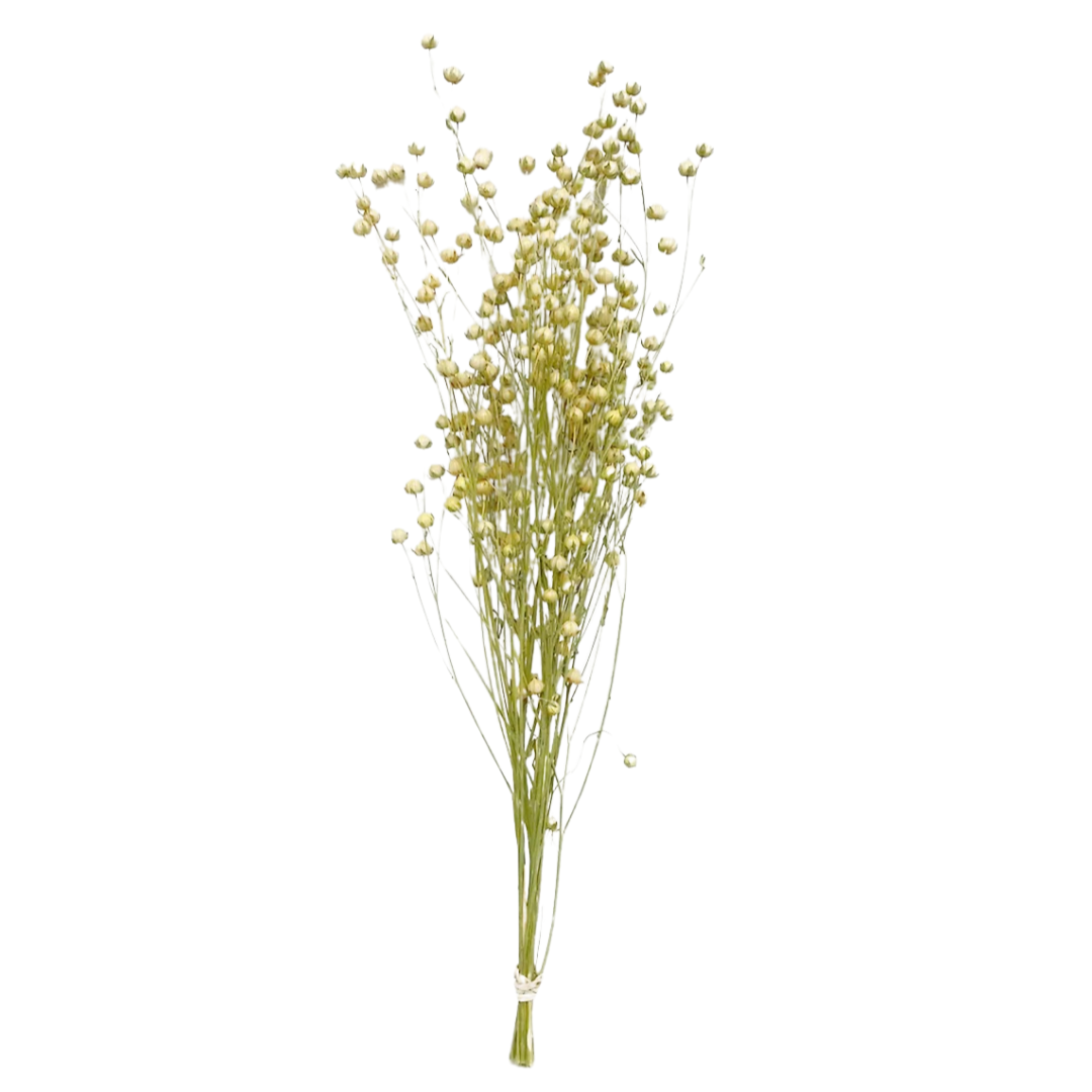 Dried Flax Florals