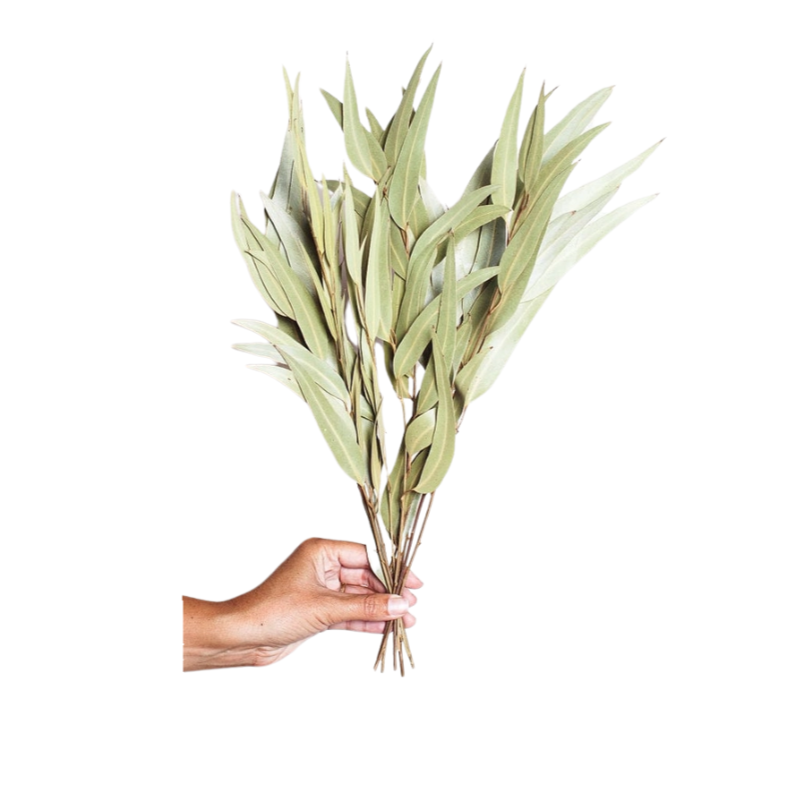 Dried Green Willow Eucalyptus