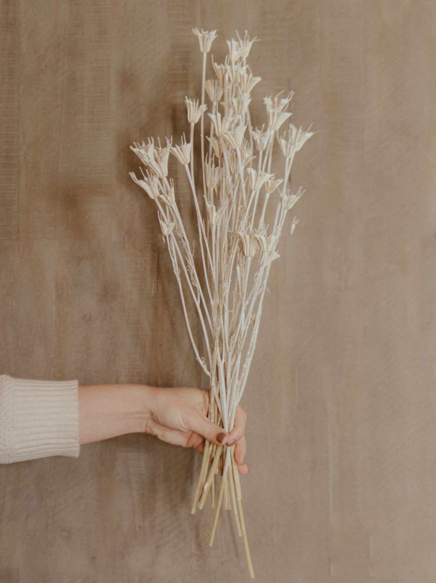 Dried Frosted Nigella