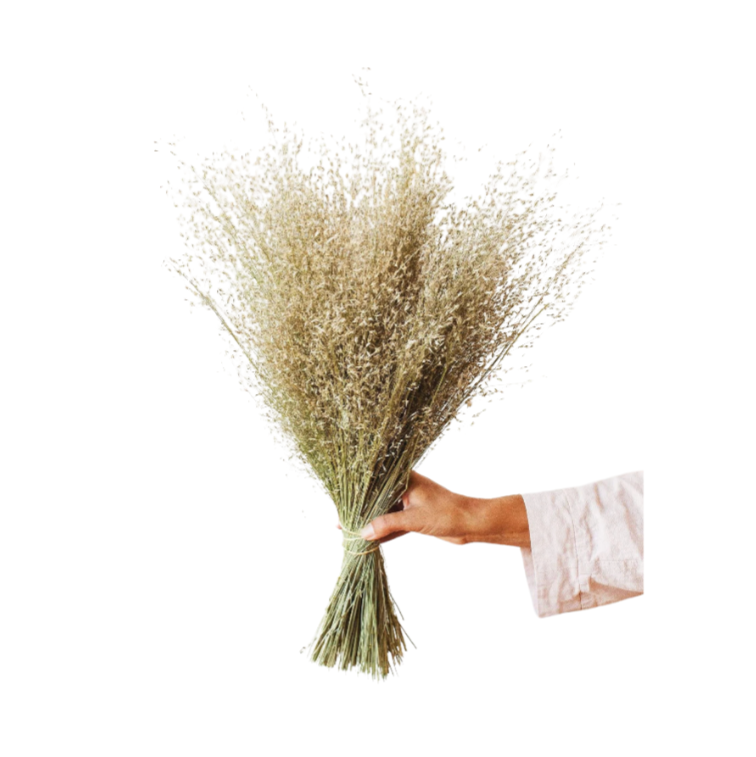 Dried Indian Rice Grass